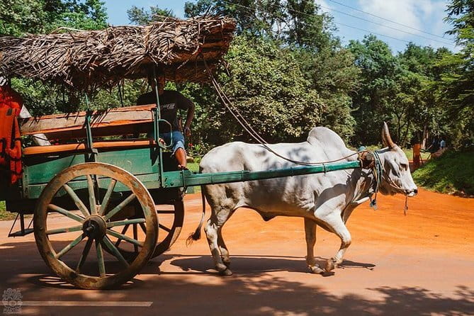 Sigiriya and Dambulla Private Full-Day Guided Tour - The long day, transport, and physical effort