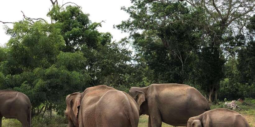 Sigiriya and Dambulla Private Full-Day Tour - The village visit and a meal with local flavor