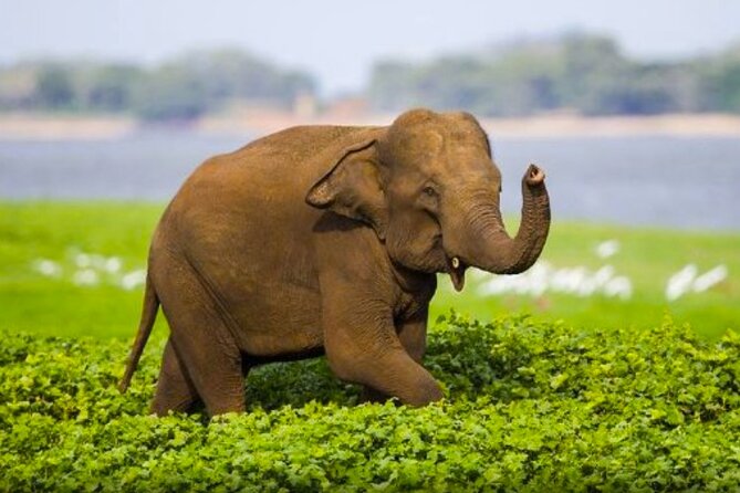 Sigiriya Rock & Cave Temple with Jeep Safari Private Day Trip - Key Points Before You Book