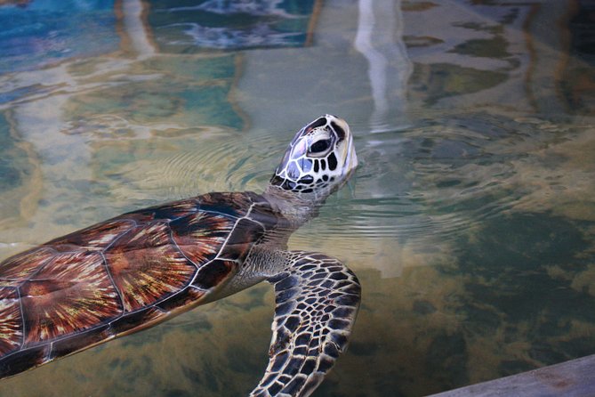 Southern Sri Lanka Sightseeing Day Trip From Colombo & Negombo - Madu River through mangroves