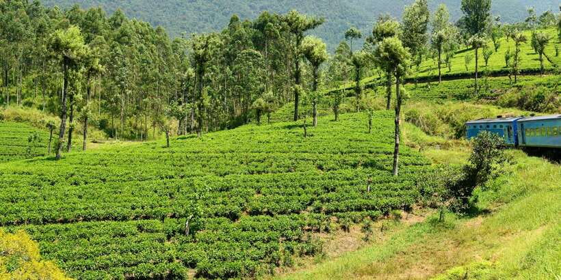Sri Lanka: 2-Day wildlife tour; rainforest and National park - Key points to know before booking