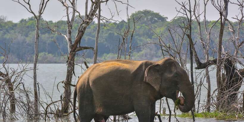 Sri Lanka: 2-Day wildlife tour; rainforest and National park - Who should book this two-day route?