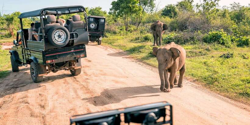 Sri Lanka: 2-Day wildlife tour; rainforest and National park - Four hours among Udawalawe’s wild animals