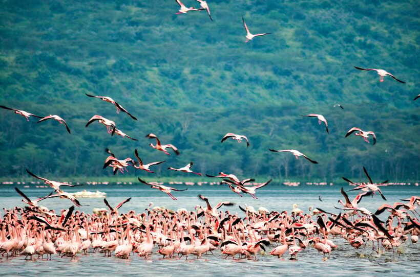 Sri Lanka 5-Day Private Country Side Tour Car, Hotels, Food - Day four: Ella viewpoints, safari, and Galle