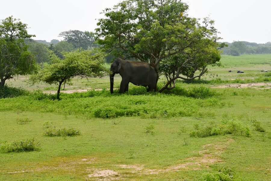 Sri Lanka 5-Day Private Country Side Tour Car, Hotels, Food - What the $599 price really covers
