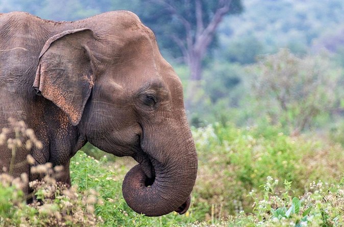 Sri Lanka 5 Day tour Best Nature and Culture include top hotels - Day four: the Nanu Oya train to Ella