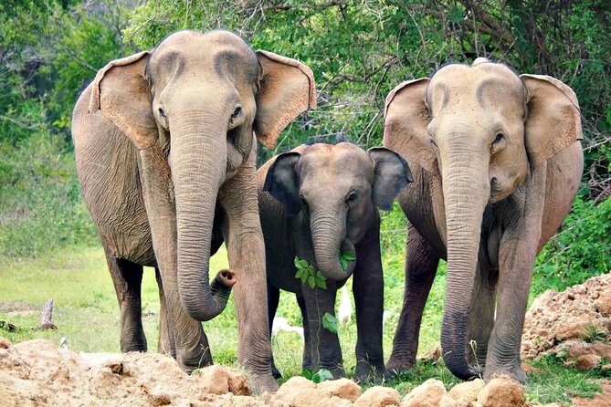 Sri Lanka Customize Multiple day tour packege - Day 2: Sigiriya, Polonnaruwa, and Pidurangala