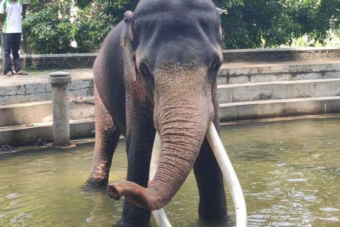 Sri Lanka Driver's and Guide with Luxury Cars - Kandy and the Temple of the Sacred Tooth Relic