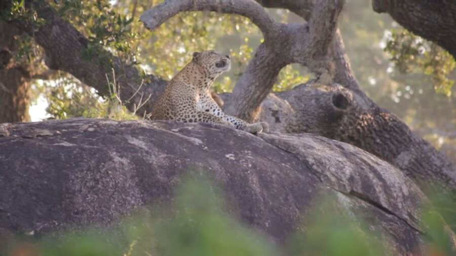 Sri Lanka Green Bless- 2-day Private Trip To Enjoy Nature - What $298 per person really covers