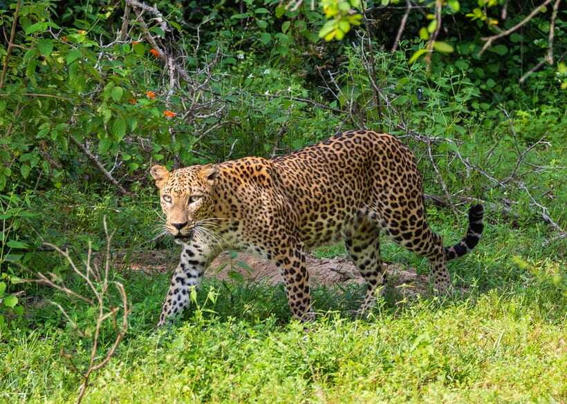 Sri Lanka Green Bless- 2-day Private Trip To Enjoy Nature - The overnight stay near Yala