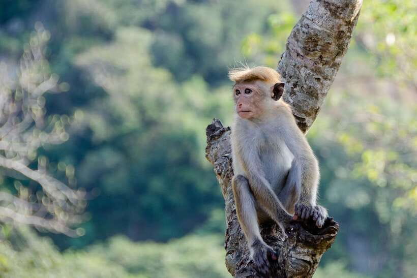 Sri Lanka Green Bless- 2-day Private Trip To Enjoy Nature - Day 2: Yala National Park before the coast
