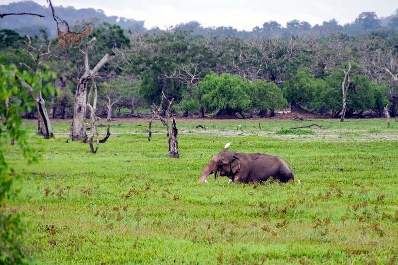 Sri Lanka Green Bless- 2-day Private Trip To Enjoy Nature - Mirissa, Unawatuna, and Hikkaduwa by road