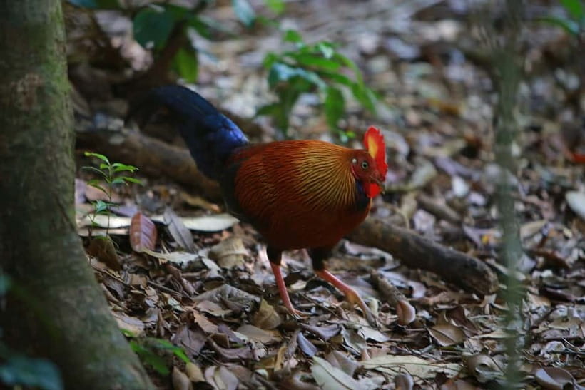 Sri Lanka Nature, culture, history and wildlife in 4 days - Should you book it?