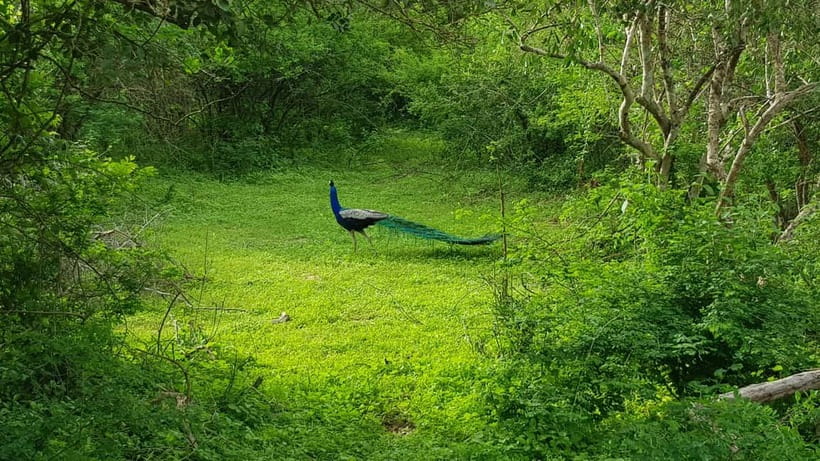 Sri Lanka Nature, culture, history and wildlife in 4 days - Day one: Peradeniya gardens and Kandy after dark