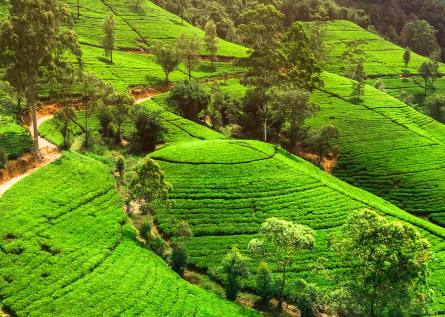 Sri Lanka Private 2-day Tour:Train Trip, Kandy, Nuwara Eliya - Day two: tea country and the long road south