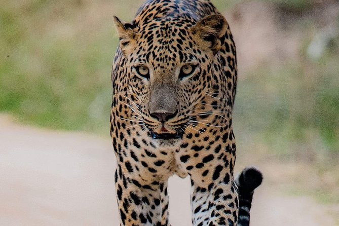 Sri Lanka private tour package 9 night 10 Day with driver+vehicle+accommodations - A 10-day route that shows Sri Lanka’s range