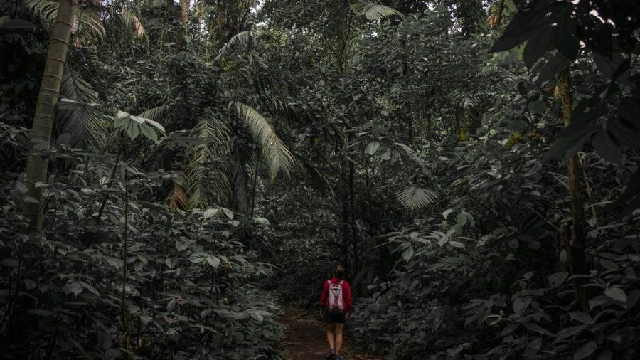 Sri Lanka: Sinharaja rainforest tour from Colombo, Bentota - Who should book this rainforest day?