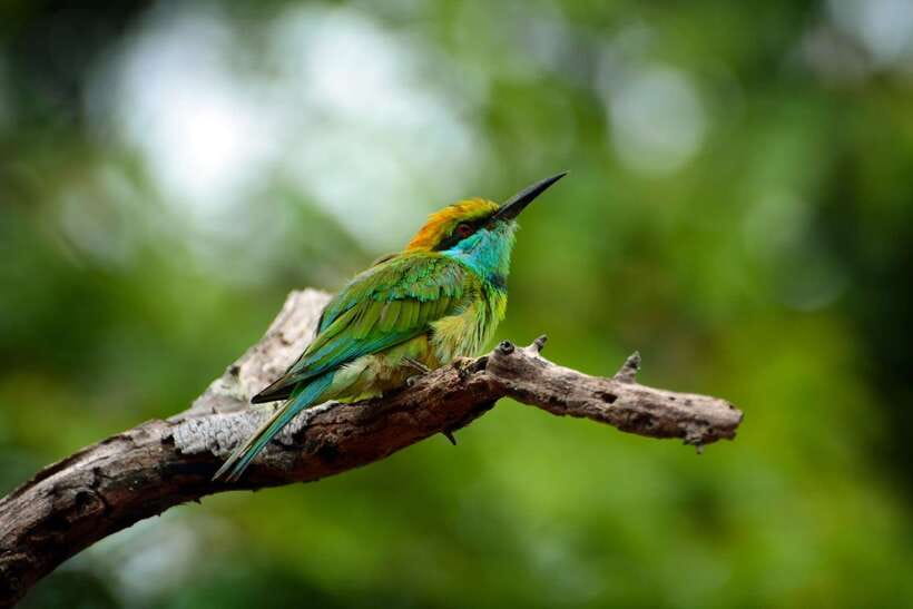 Sri Lanka: Sinharaja rainforest tour from Colombo, Bentota - Four hours among trees, orchids, and forest life