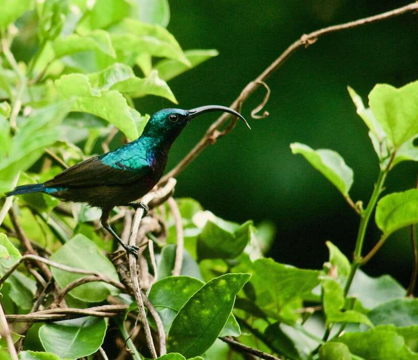 Sri Lanka: Sinharaja rainforest tour from Colombo, Bentota - Waterfalls and Sinharaja’s highest point