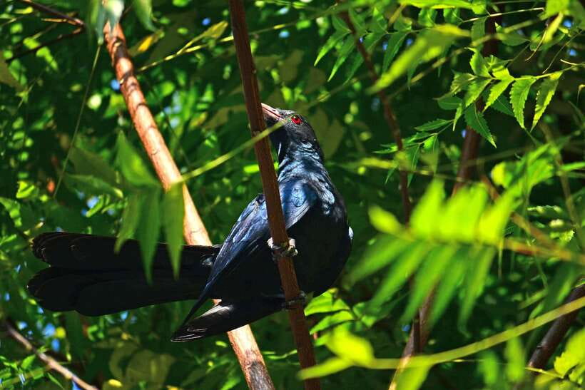 Sri Lanka: Sinharaja rainforest tour from Colombo, Bentota - Lunch with a local Sri Lankan flavor