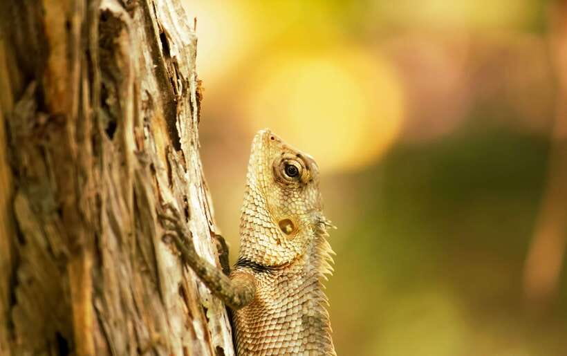 Sri Lanka: Sinharaja rainforest tour from Colombo, Bentota - Is $195 per person fair?