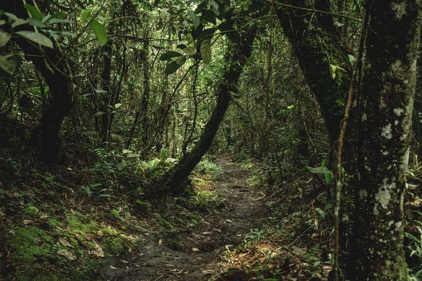 Sri Lanka: Sinharaja rainforest tour from Colombo, Bentota - The guide and the small-group advantage