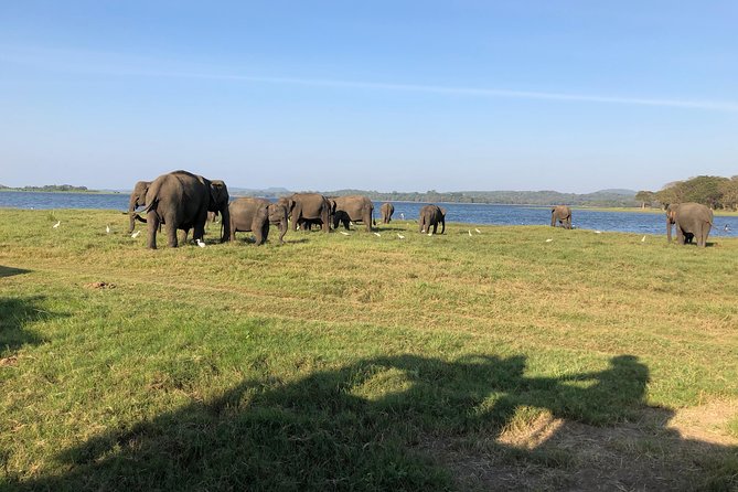 Sri Lanka Tour in 8 Days - Day 7: Mirissa and a slower coastal afternoon