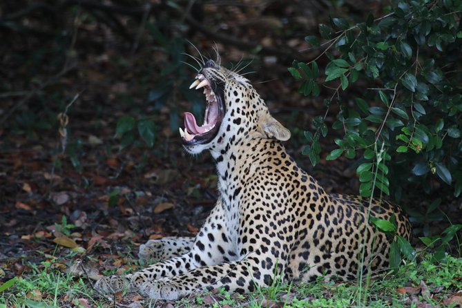 Sri Lanka tours 12-Day wildlife Tour with driver,Car or Van and accommodations - Key points to know before booking