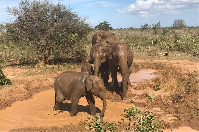 Sri Lanka tours 12-Day wildlife Tour with driver,Car or Van and accommodations - One private route from Negombo to the southern coast