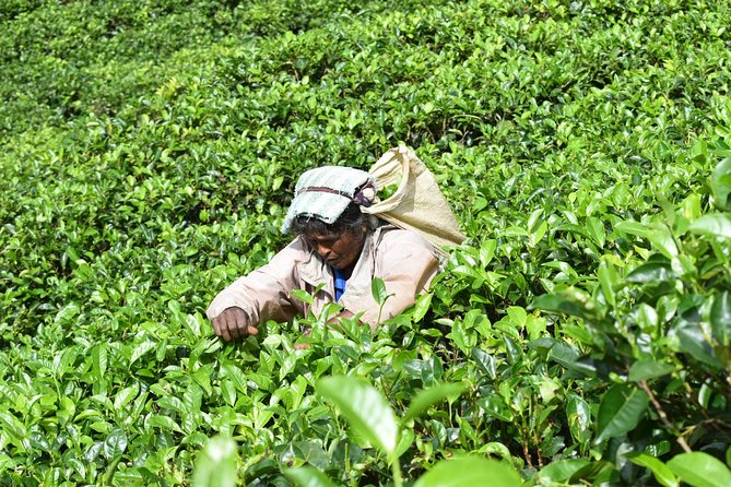 Sri Lanka tours 12-Day wildlife Tour with driver,Car or Van and accommodations - Day 5: Kandy gardens and Nuwara Eliya tea country