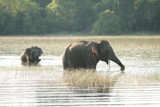 Sri Lanka tours 12-Day wildlife Tour with driver,Car or Van and accommodations - Day 1: Negombo fish market and an easy arrival
