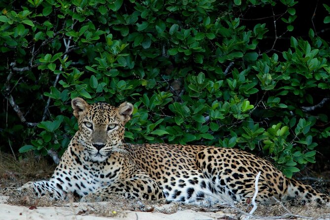 Sri Lanka Unveiled: 12 Nights Complete Experience Package - What the $1,750 package really covers