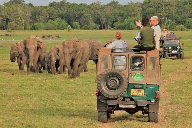 Tailor-made Multi-day Private Tour Packages in Sri Lanka - Day 4: Polonnaruwa ruins and elephants at Minneriya