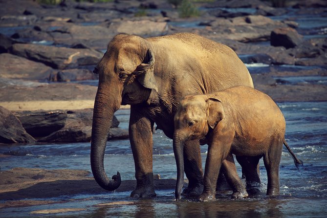 The Most popular Personalized round Tour In Sri Lanka-Day Charged - Day 3: Waterfalls, tea, and cool Nuwara Eliya
