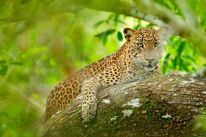 The Most popular Personalized round Tour In Sri Lanka-Day Charged - Day 5: Madu River and Yala wildlife