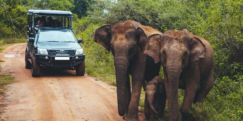 Udawalawa National Park: All-Inclusive Private Day Tour - Key points at a glance