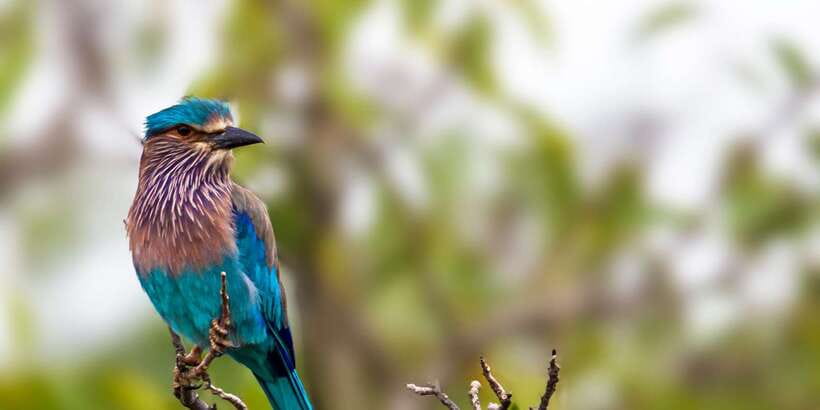 Udawalawa National Park: All-Inclusive Private Day Tour - Who should book this Udawalawe safari
