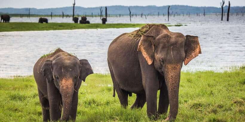Udawalawa National Park: All-Inclusive Private Day Tour - The three-hour jeep safari inside the park