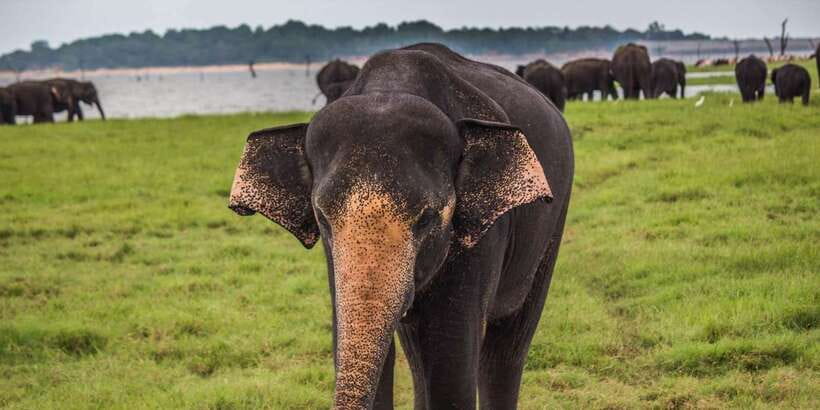 Udawalawa National Park: All-Inclusive Private Day Tour - Elephants, birds, and the animals you might find