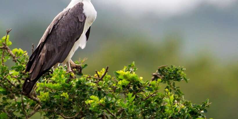 Udawalawa National Park: All-Inclusive Private Day Tour - The guides are a major part of the value