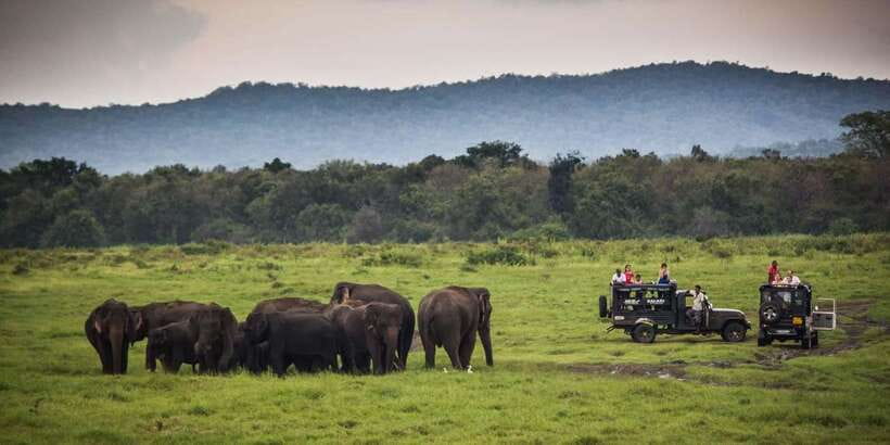 Udawalawa National Park: All-Inclusive Private Day Tour - What is included, and what $83 really buys you
