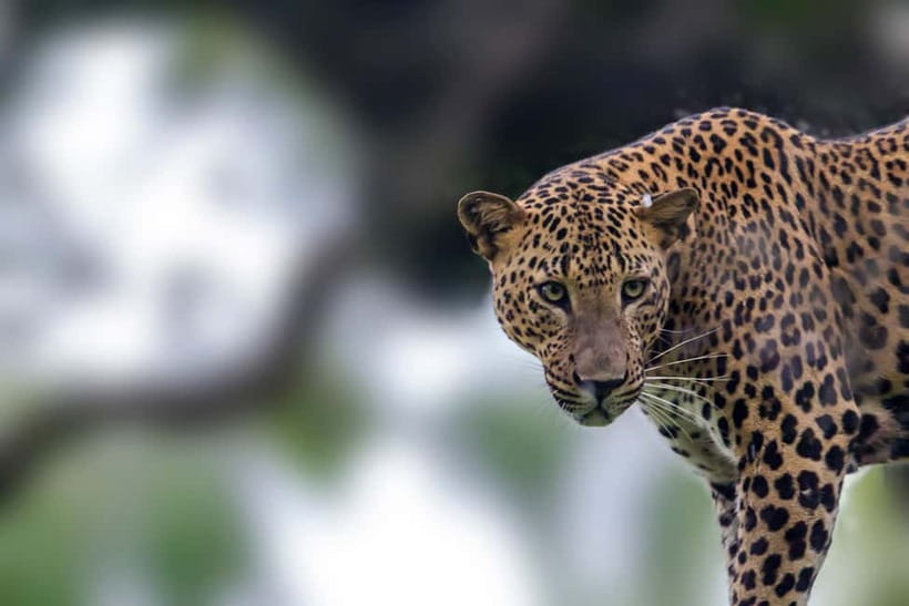 UDAWALAWA SAFARI TOUR from HAMBANTOTA PORT (Shore Excursion) - Key points to know before you book