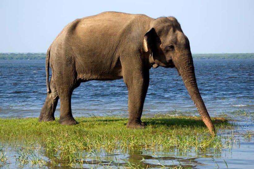 UDAWALAWA SAFARI TOUR from HAMBANTOTA PORT (Shore Excursion) - Why Udawalawe works well as a port excursion