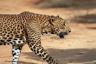 Udawalawa Safari Tour from Hambantota Port (Shore Excursion)