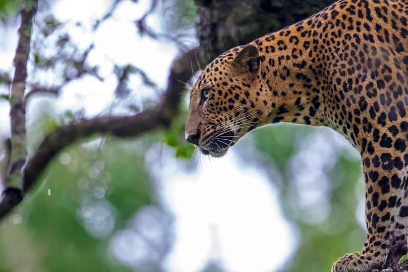 UDAWALAWA SAFARI TOUR from HAMBANTOTA PORT (Shore Excursion) - How the guides shape the day