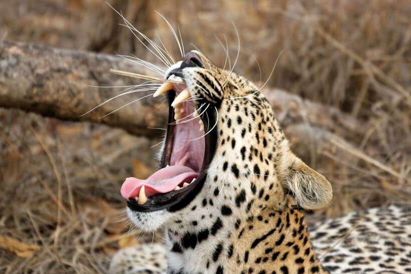 UDAWALAWA SAFARI TOUR from HAMBANTOTA PORT (Shore Excursion) - Is $51 good value?
