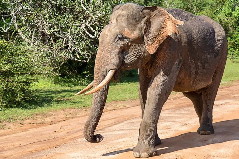 UDAWALAWA SAFARI TOUR from HAMBANTOTA PORT (Shore Excursion) - Who should choose this safari?