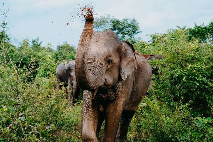 Udawalawe National Park: Elephant Safari with Expert Guide - Why Udawalawe is so good for elephant sightings