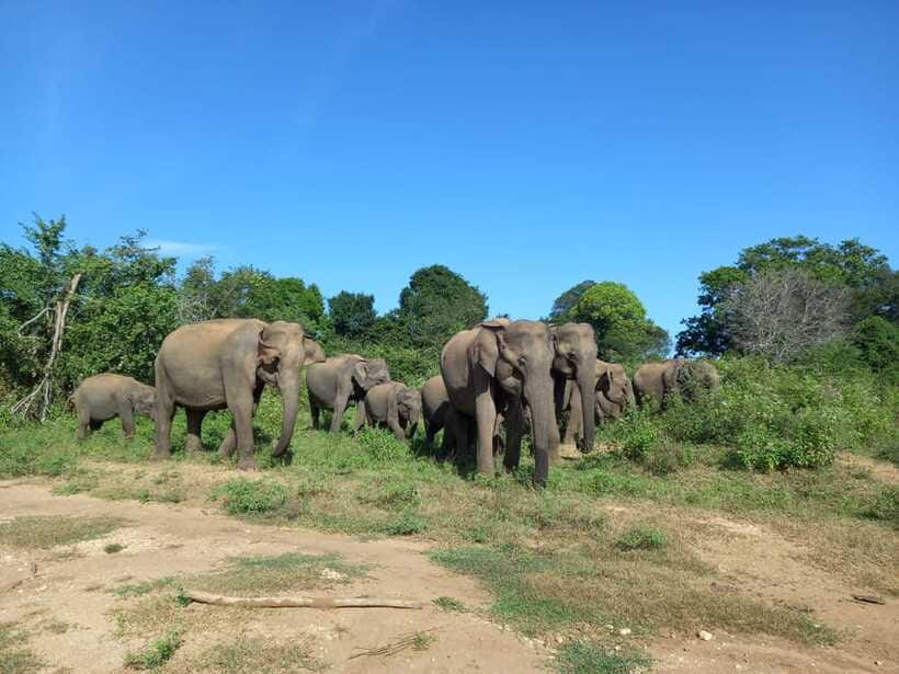 Udawalawe National Park: Elephant Safari with Expert Guide - Who should book this safari?