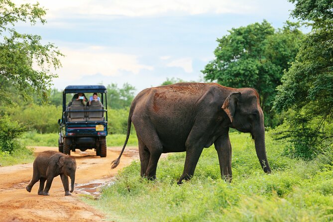 Udawalawe National Park Safari With Transfers From Colombo - The Elephant Transit Home in 30 minutes